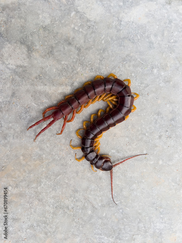 A centipede can bite. It is a poisonous animal and has a lot of legs.It is on the leave. © Anan