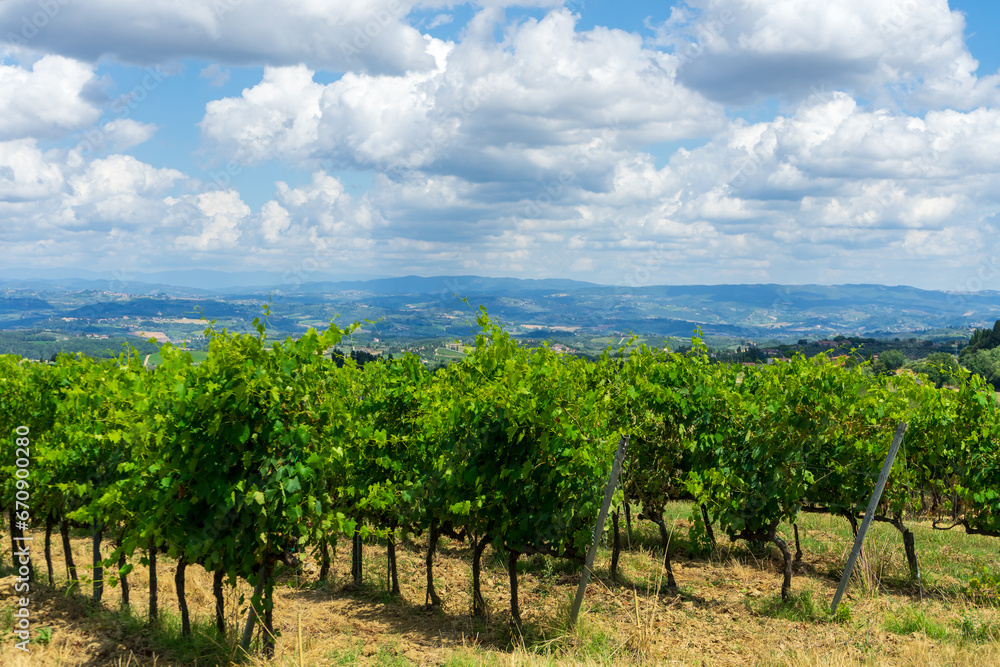 vineyard in the tuscany region country
