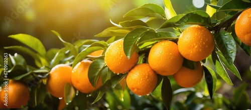 Delicious tangerines grow in the garden