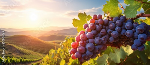 Image of a picturesque vineyard poised for wine production