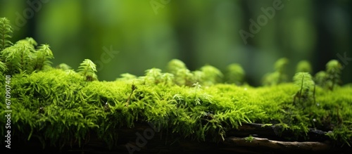 forest with green moss