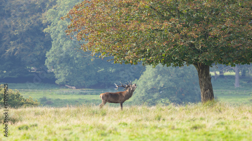 red deer, cervus elaphus, stag looking around in his territory on meadow in rutting season. Dominant male mammal with dark strong antlers observing in nature in autumn with copy space. © © Raymond Orton
