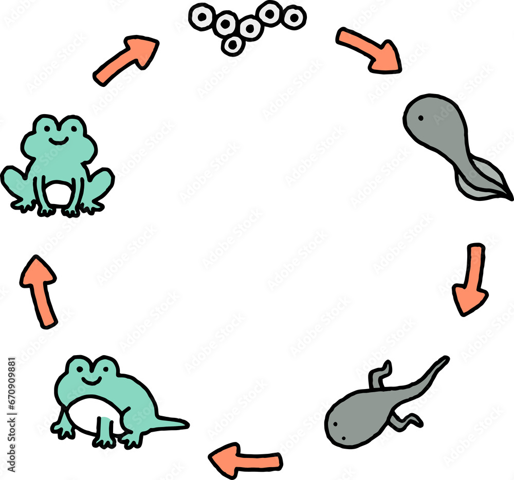 frog cycle of life color doodle line frog cycle of life color doodle line