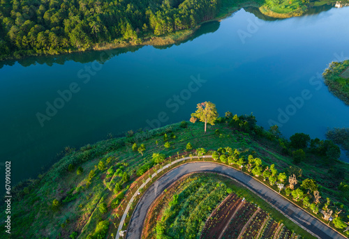 Alone tree by the lake - Ariel view 