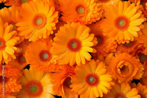 Calendula flowers orange background. Plant daisy flora bloom petal. Generate Ai