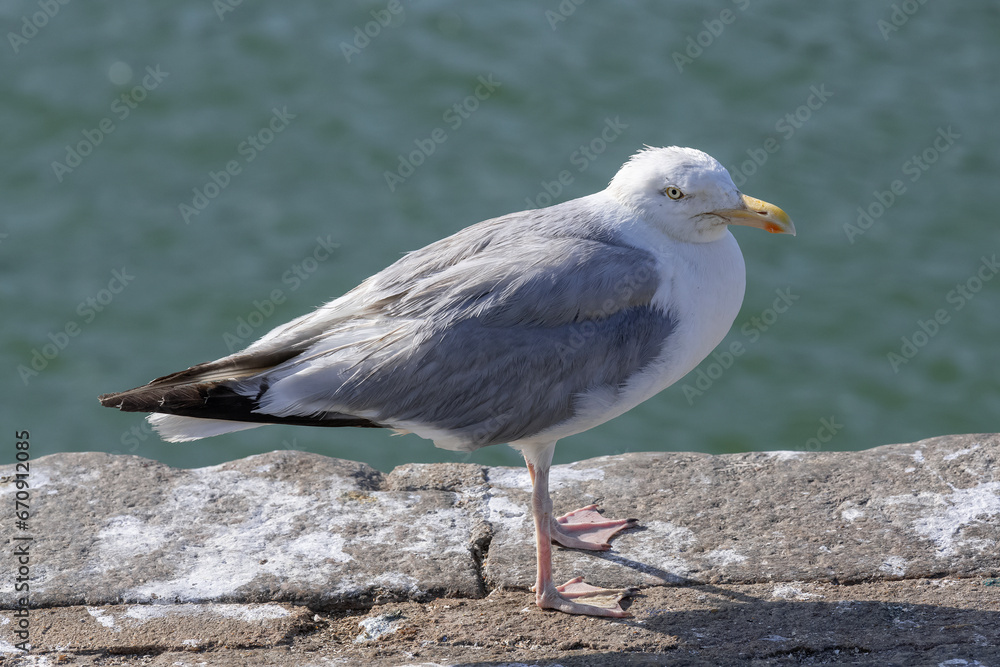 European herring gull sitting on the seaside in the harbor's fishing port of Le Havre European herring gull sitting on the seaside in the harbor's fishing port of Le Havre