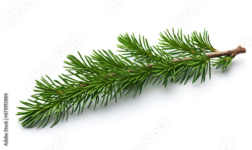 Coniferous branch on a white background.