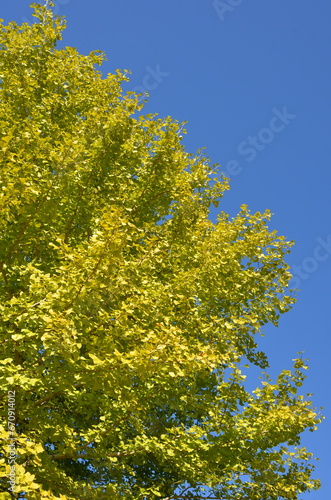 秋晴れ空とイチョウの木