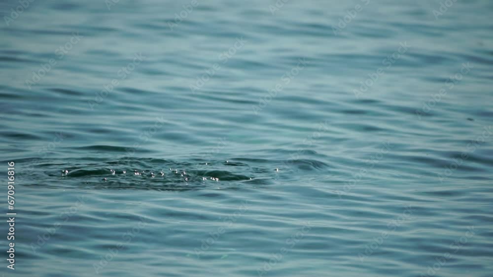 water bird Little Grebe, Tachybaptus ruficollis, hunting for food in a calm sea. water bird black necked grebe looking for food to feed in the sea water bird Little Grebe, Tachybaptus ruficollis, hunting for food in a calm sea. water bird black necked grebe looking for food to feed in the sea