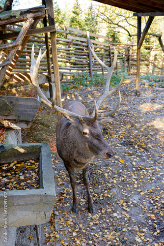 Adult male deer in captivity