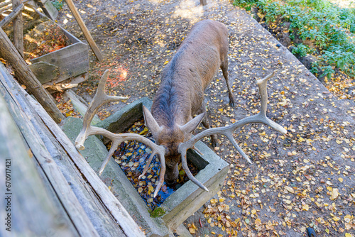 Adult male deer in captivity