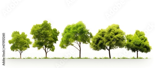 Lovely majestic trees