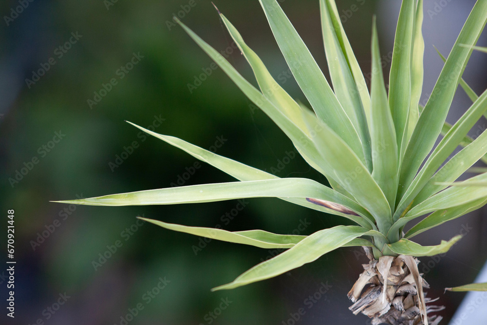 Obraz premium Plant with unfocused background