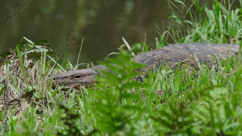 Camera zooming out this reptile resting on the grass at the stream, Water Monitor Varanus salvator, Thailand photo