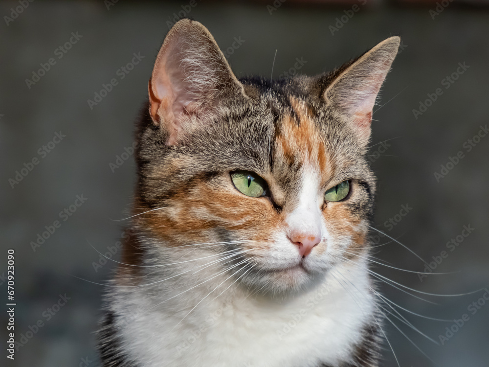 Close-up of a Calico cat with with tabby markings - tri-color cat with orange, grey and white stripes and blotches with beautiful green eyes outdoors Close-up of a Calico cat with with tabby markings - tri-color cat with orange, grey and white stripes and blotches with beautiful green eyes outdoors