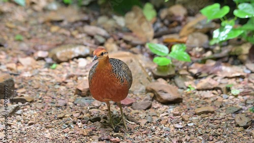 Seen in front of the camera looking around and then walks aways as its mate arrives to follow, Ferruginous Partridge Caloperdix oculeus, Thailand photo