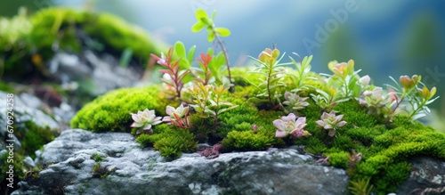 In the alpine region of the mountains there is a background of rocks adorned with moss succulents flowers and various other types of plants