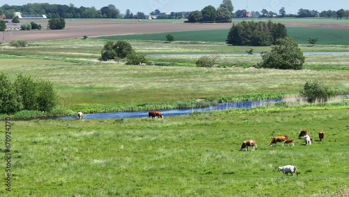 Farm Animals Feeding Near Kävlinge River, Sweden - Wide Shot photo