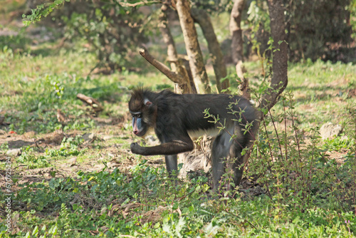 Fototapeta mandril