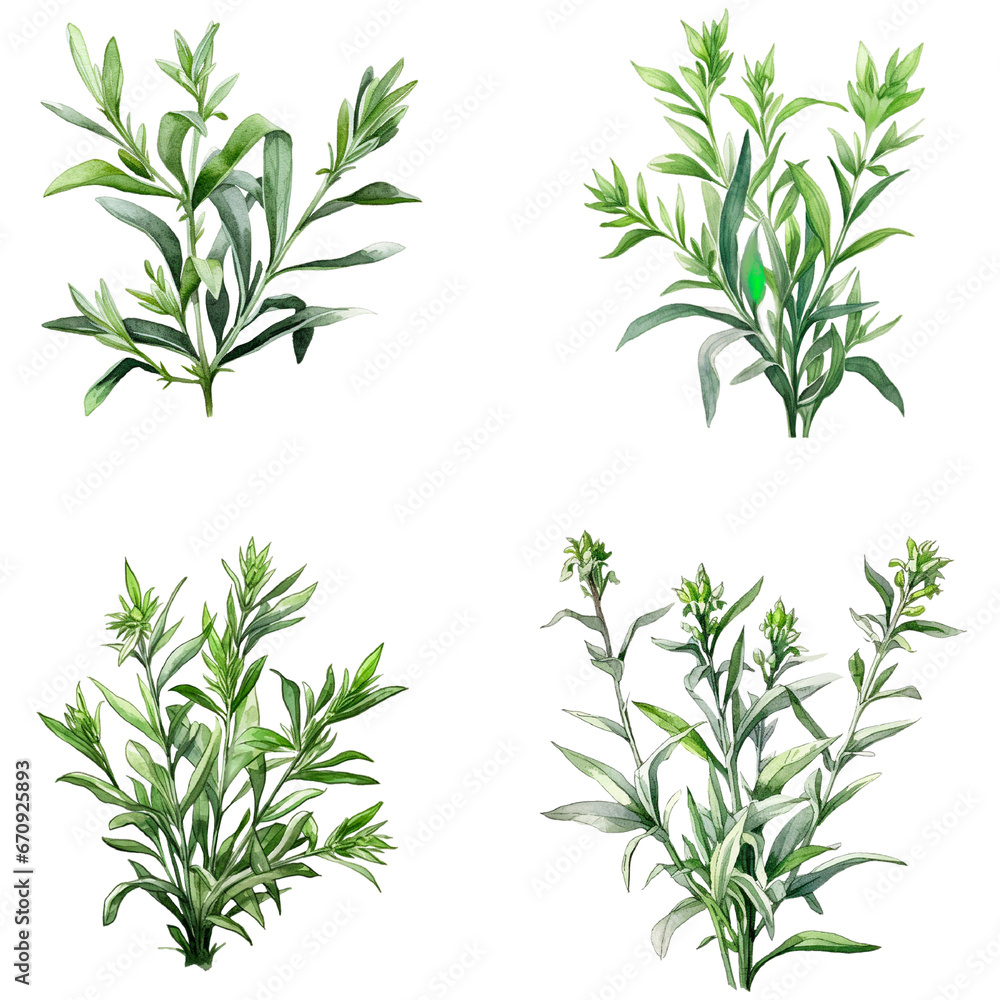 Fototapeta premium Set of lemon verbena isolated on white background