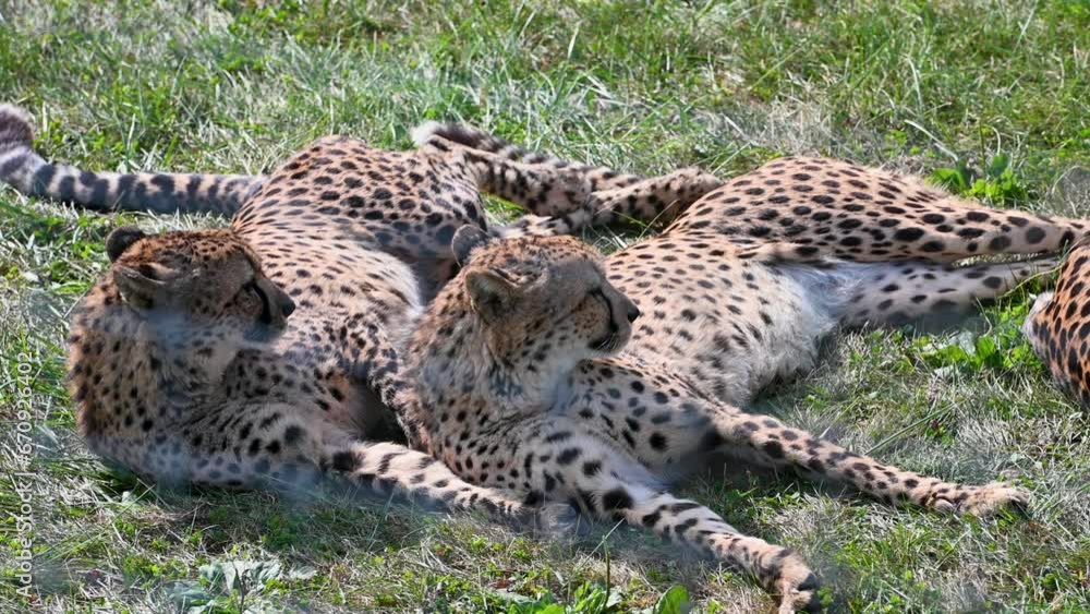Two Cheetahs laying up against eachother in habitat enclosure