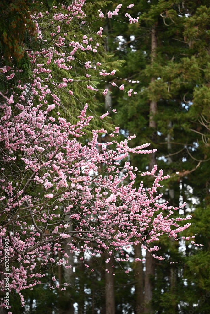 満開でこんもりとした桜の枝