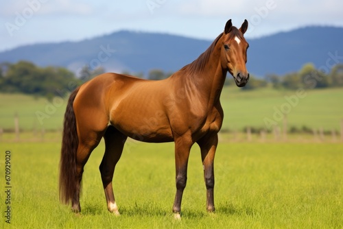 a brown horse standing in a green field © Alfazet Chronicles