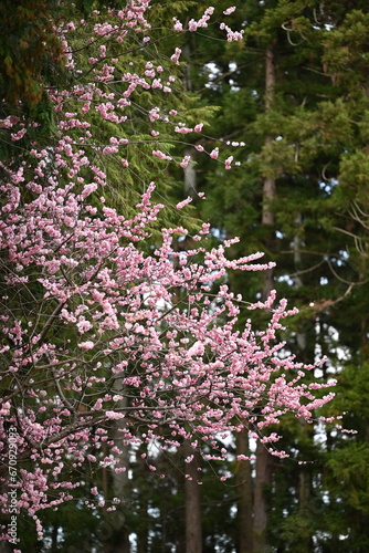 満開でこんもりとした桜の枝