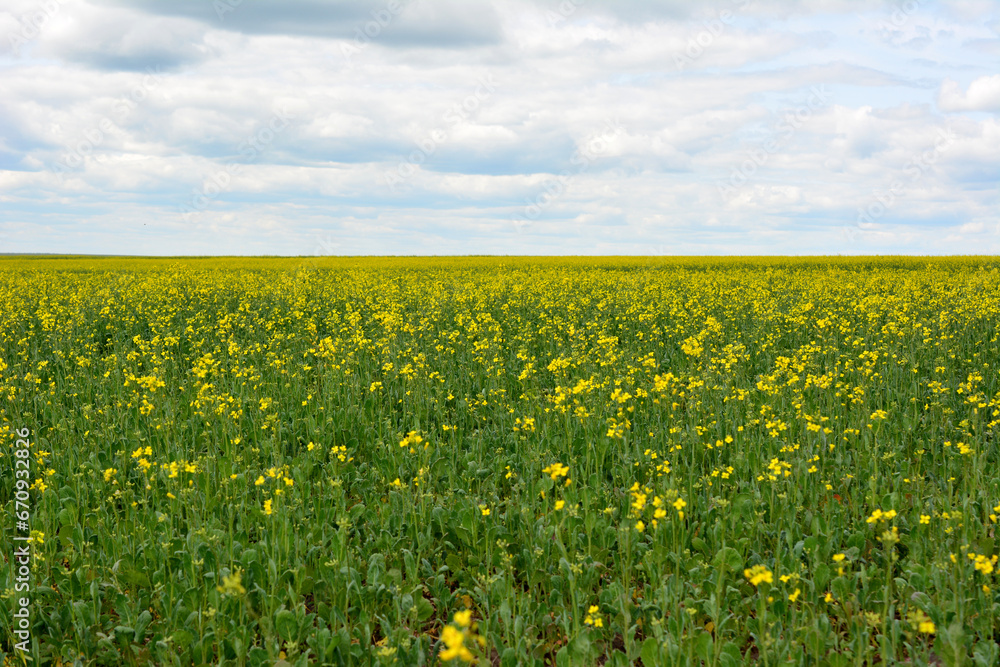 Fototapeta premium yellow flowers of rapeseed field with cloudy sky copy space 