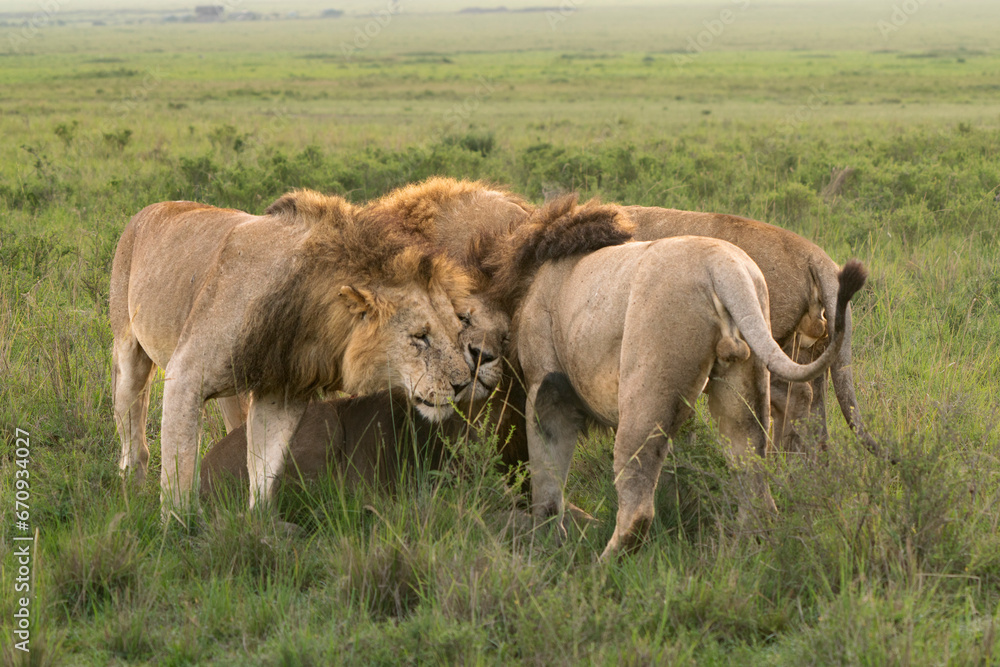 Tenderness of a band of lion brothers Tenderness of a band of lion brothers