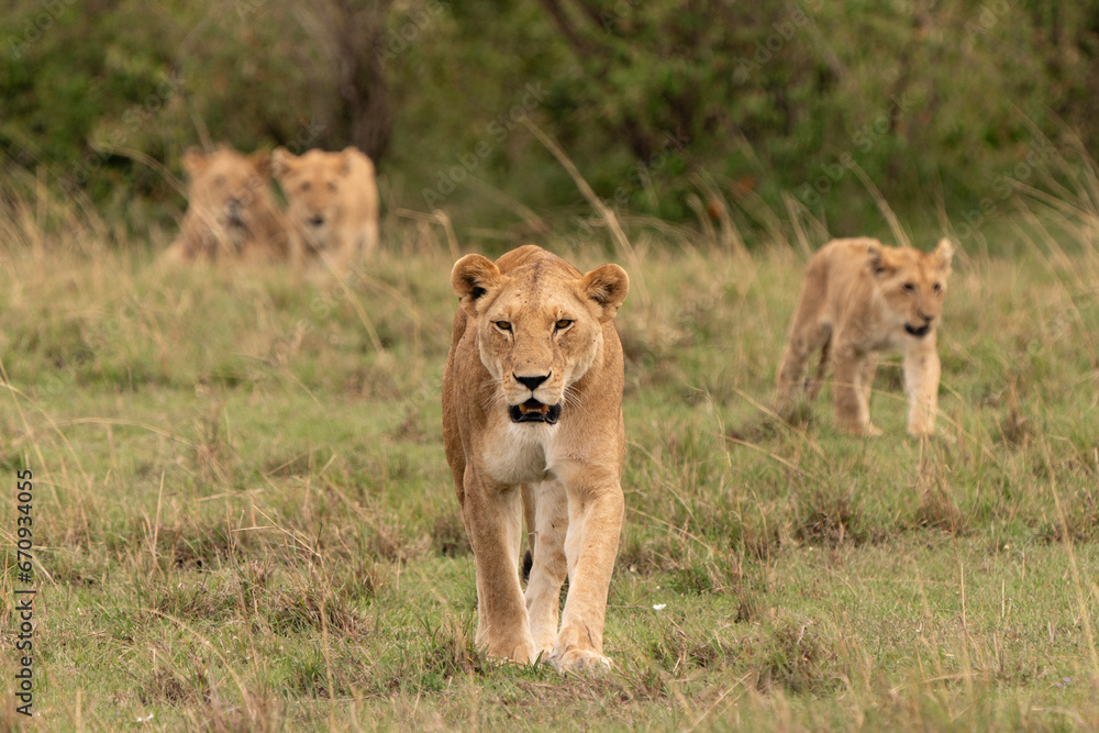 Lioness and her pride on the go Lioness and her pride on the go