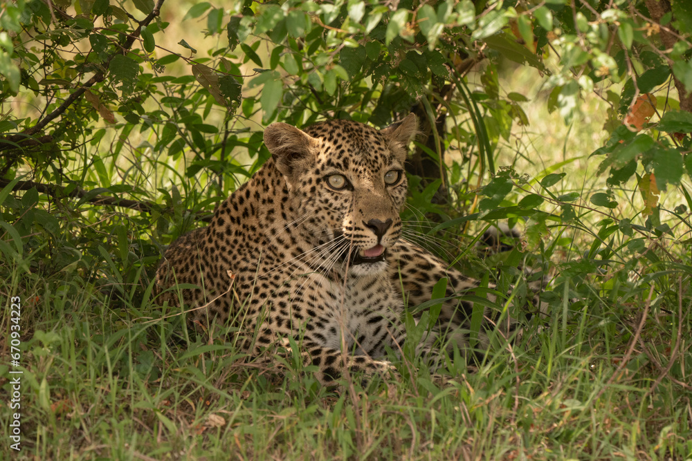 Leopard in the shadows Leopard in the shadows