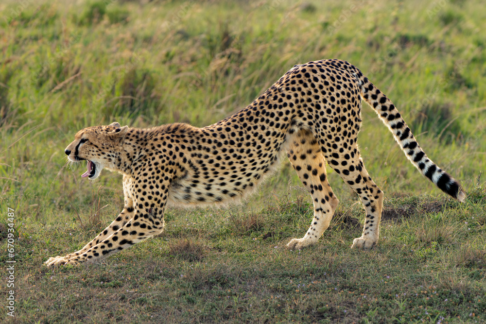 Cheetah stretching Cheetah stretching