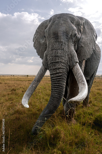 African elephant up close