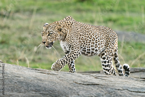 Leopard on the hunt