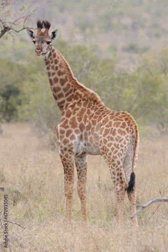 Giraffe in Kruger National Park