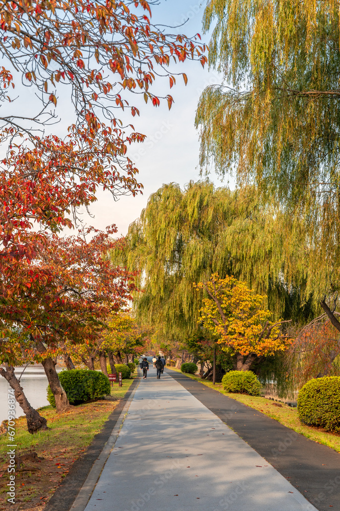 Obraz premium 茨城県水戸市 紅葉映える千波湖の朝