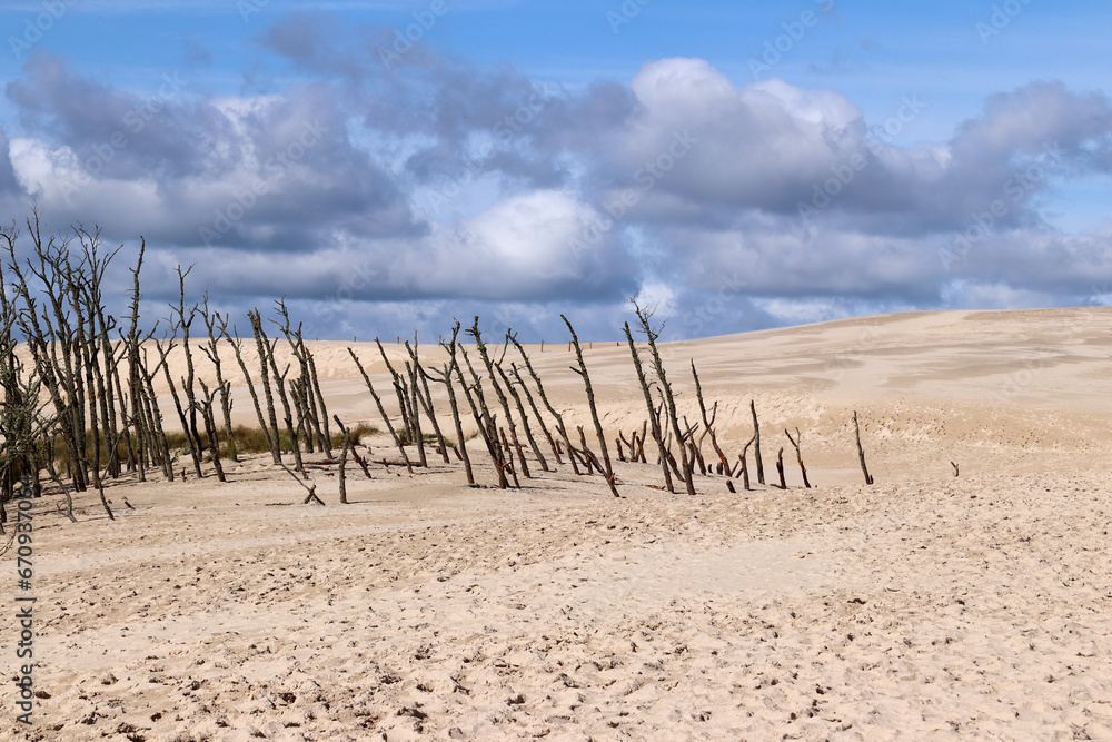 Dead forest on the Lacka Dune near village Leba, Poland