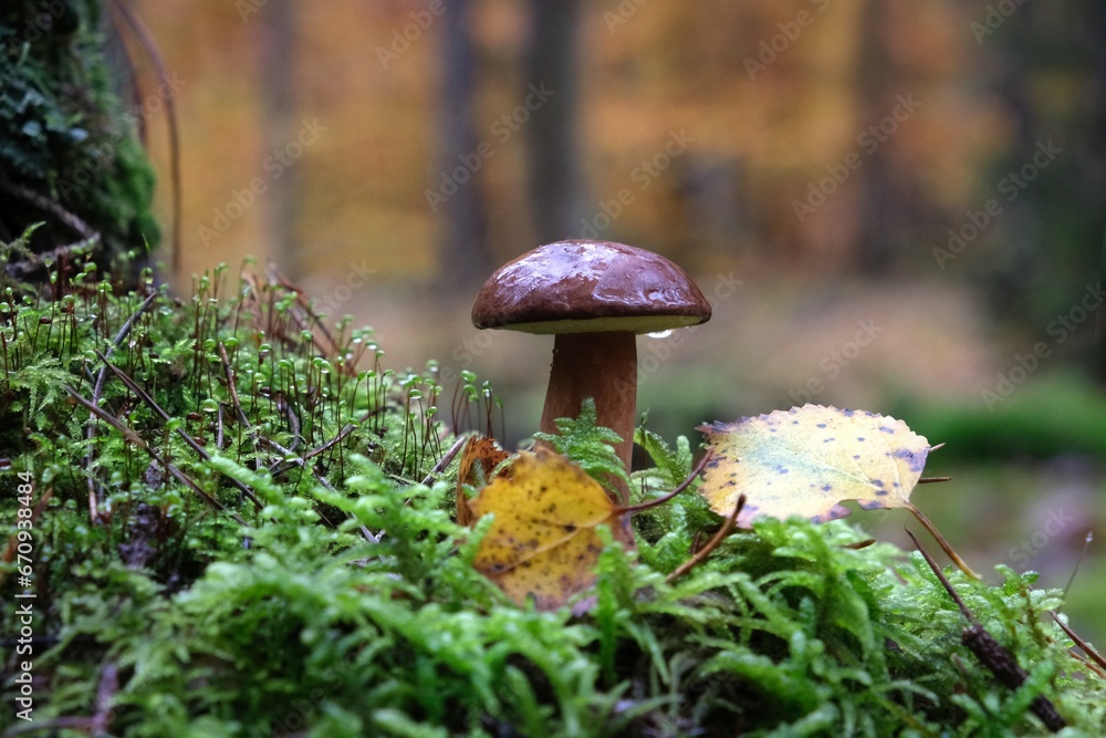Wet from the rain, growing in moss, mushroom Imleria badia, commonly known as the bay bolete - edible, very tasty mushroom. Wet from the rain, growing in moss, mushroom Imleria badia, commonly known as the bay bolete - edible, very tasty mushroom.