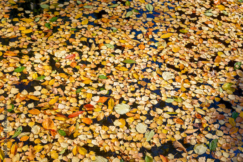 Autumnal view with yellow leaves on lake Autumnal view with yellow leaves on lake