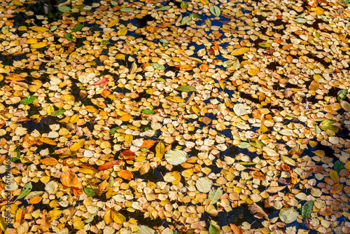 Autumnal view with yellow leaves on lake
