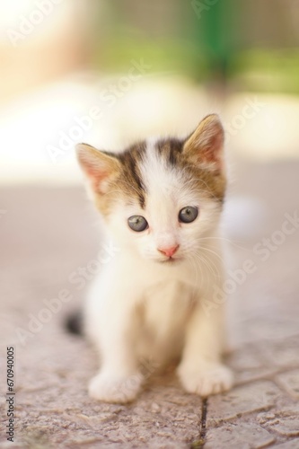 white kitten sitting in the yard on a stone floor, portrait of a cute little cat