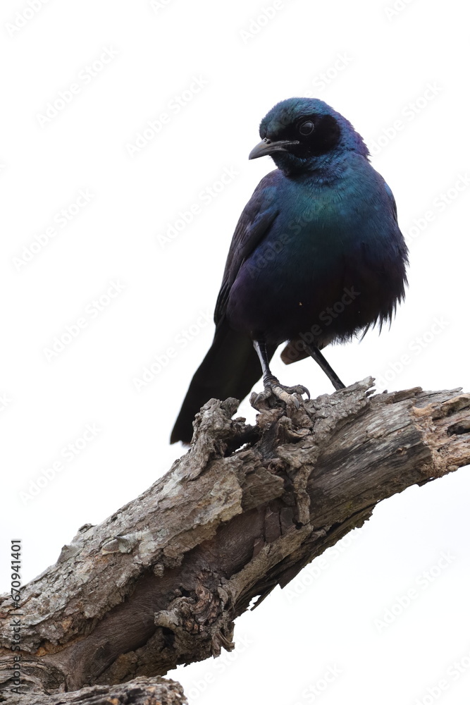 Naklejka premium Burchell's Starling in Kruger National Park