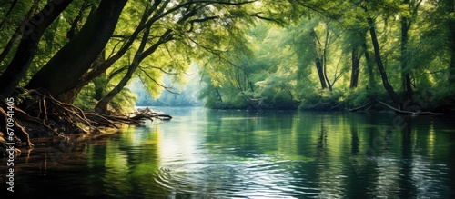 During the summer a serene river in a tranquil forest remains concealed behind the branches of trees its still waters reflecting the gentle shadows cast by the sun