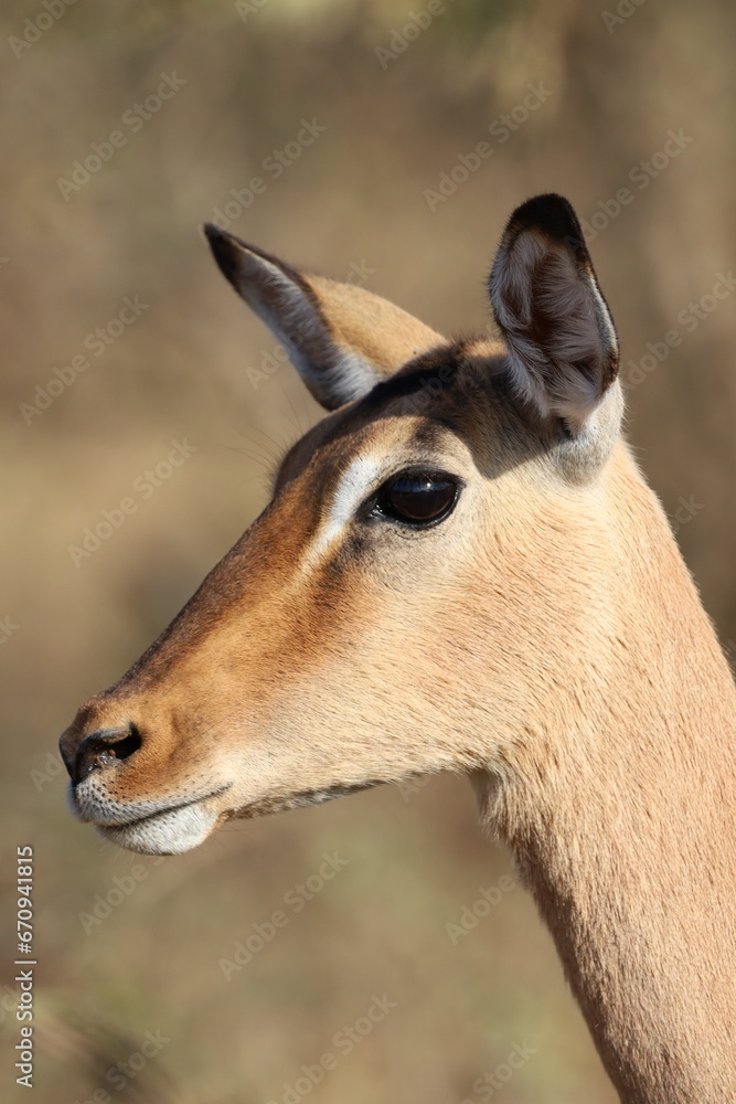 close up of a impala