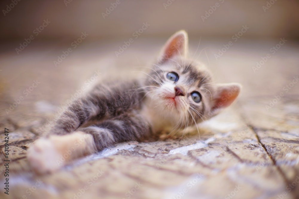 Lovely kitten lying in the yard on a stone floor, a beautiful portrait of a cute little kitten pet resting