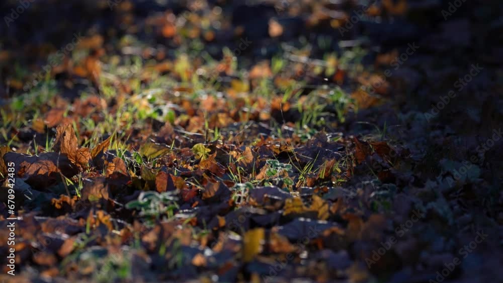 autumn leaves ground in the park autumn leaves ground in the park