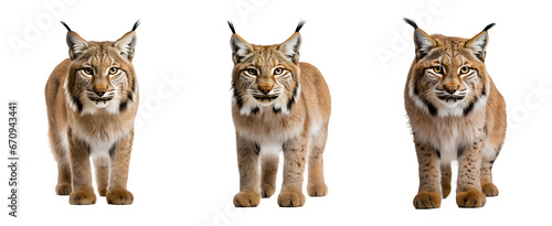 Eurasian set pnx. Lynx isolatedpng. Eurasian lynx looking into the camera png. Big cat wildlife 