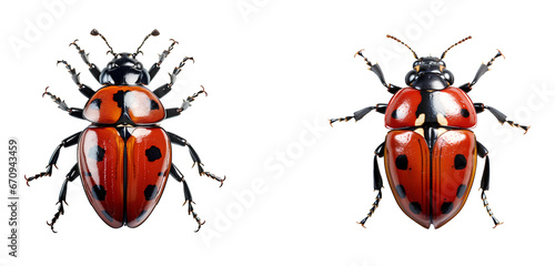 ladybug set png. set of two ladybugs isolated png. red ladybug with black polkadots png © Divid