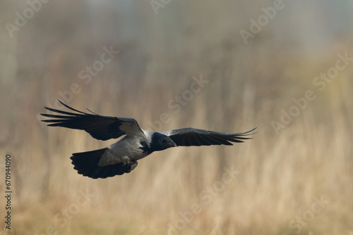 flying Bird - Hooded crow Corvus cornix in amazing warm background Poland Europe © Marcin Perkowski